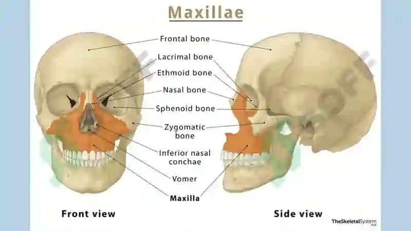 Yuqori jag‘ anatomiyasi Maxilla 3