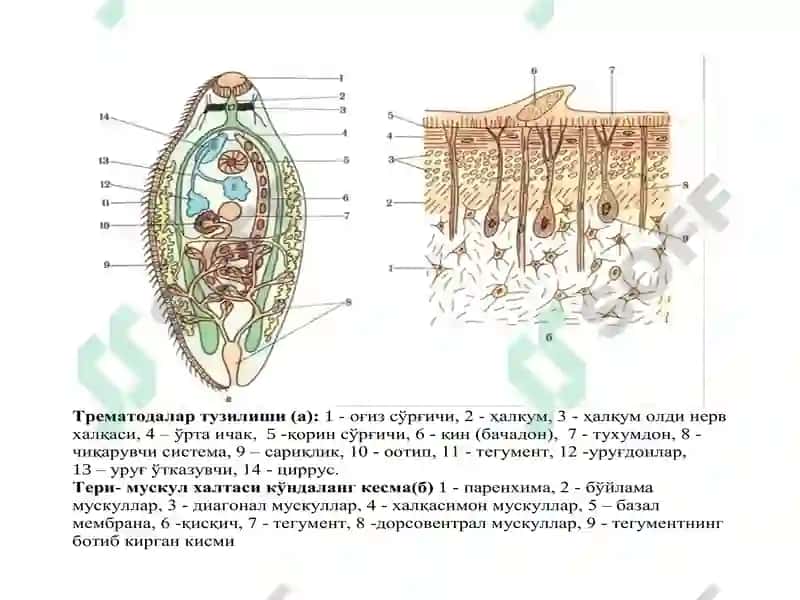 Trematodes 3