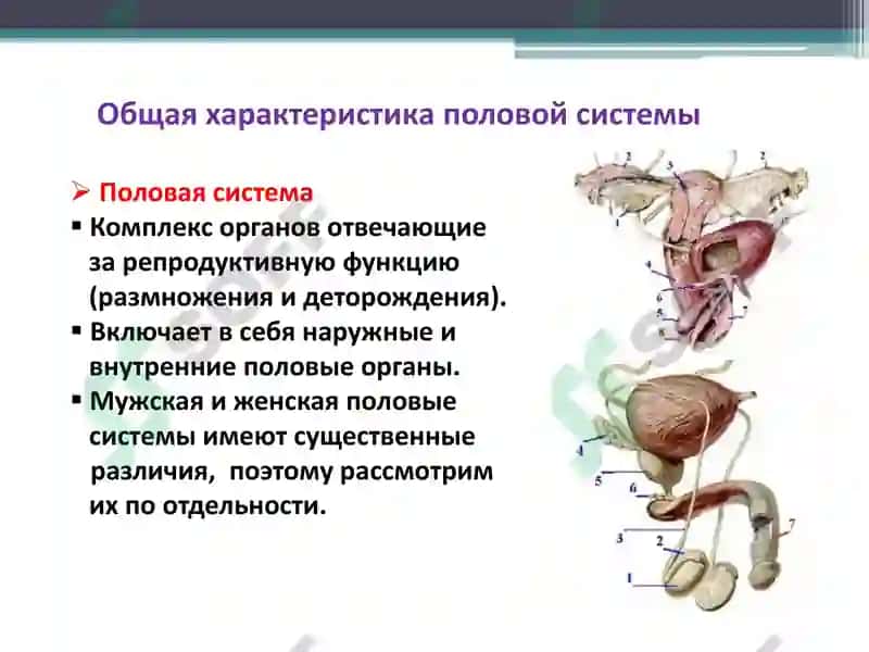 Функциональная анатомия половой системы 3