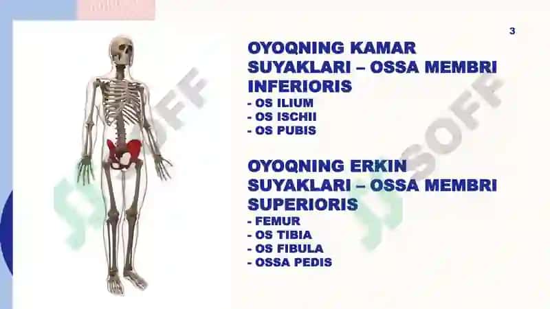 Oyoq suyaklari anatomiyasi 3
