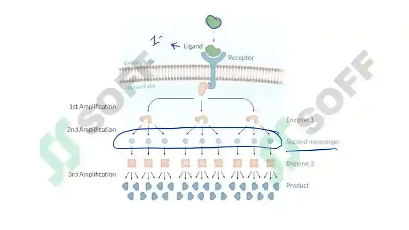 signal transduction 3