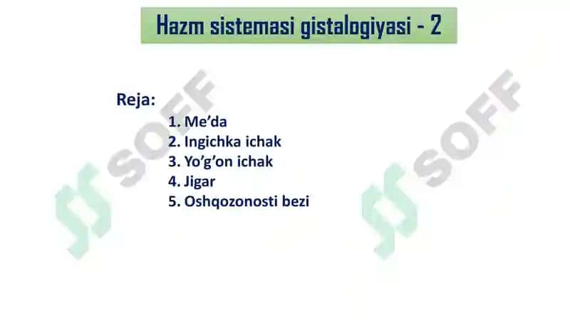 Hazm sistemasi gistalogiyasi 3