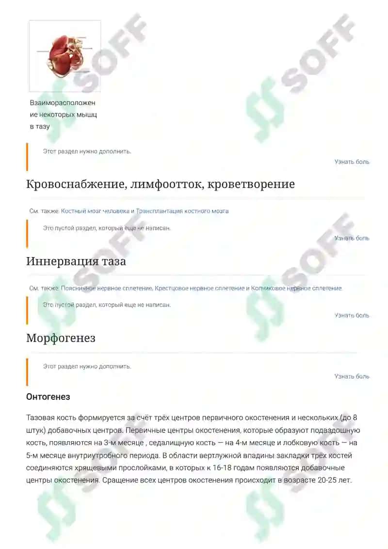Таз (анатомия) 3