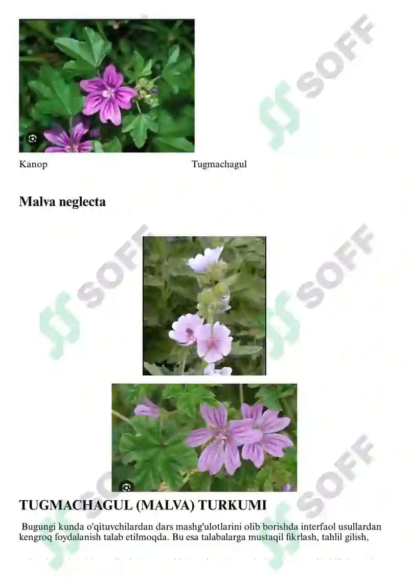 Gulxayridoshlar (Malvaceae) oilasi 3