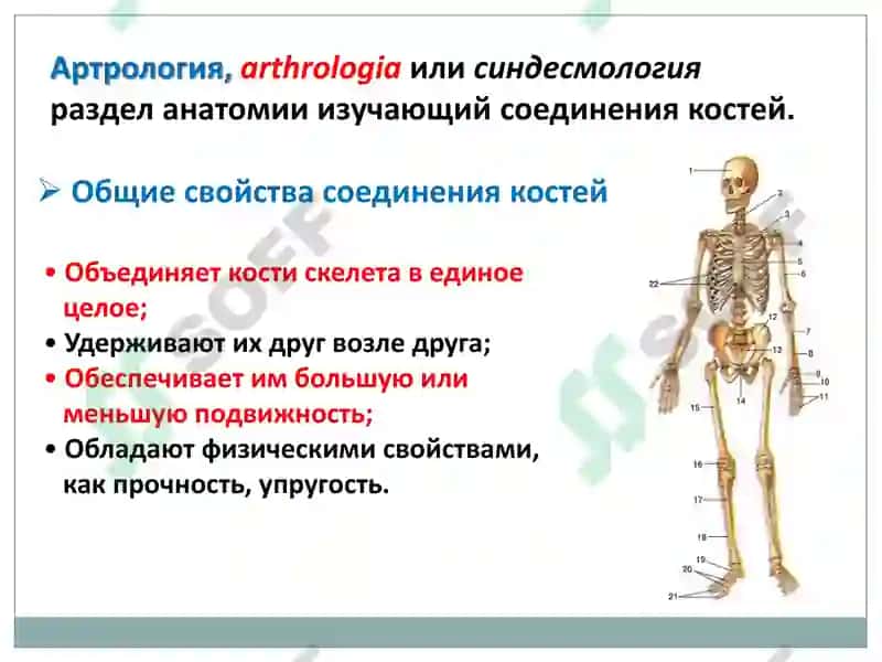 Артрология 3