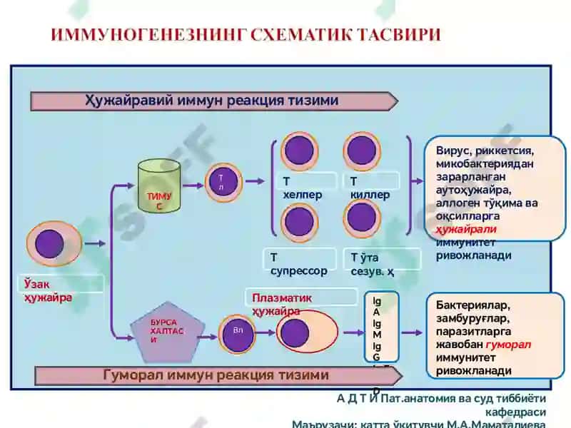 Immunopatologik jarayonlar rivojlanish mexanizmlari 3