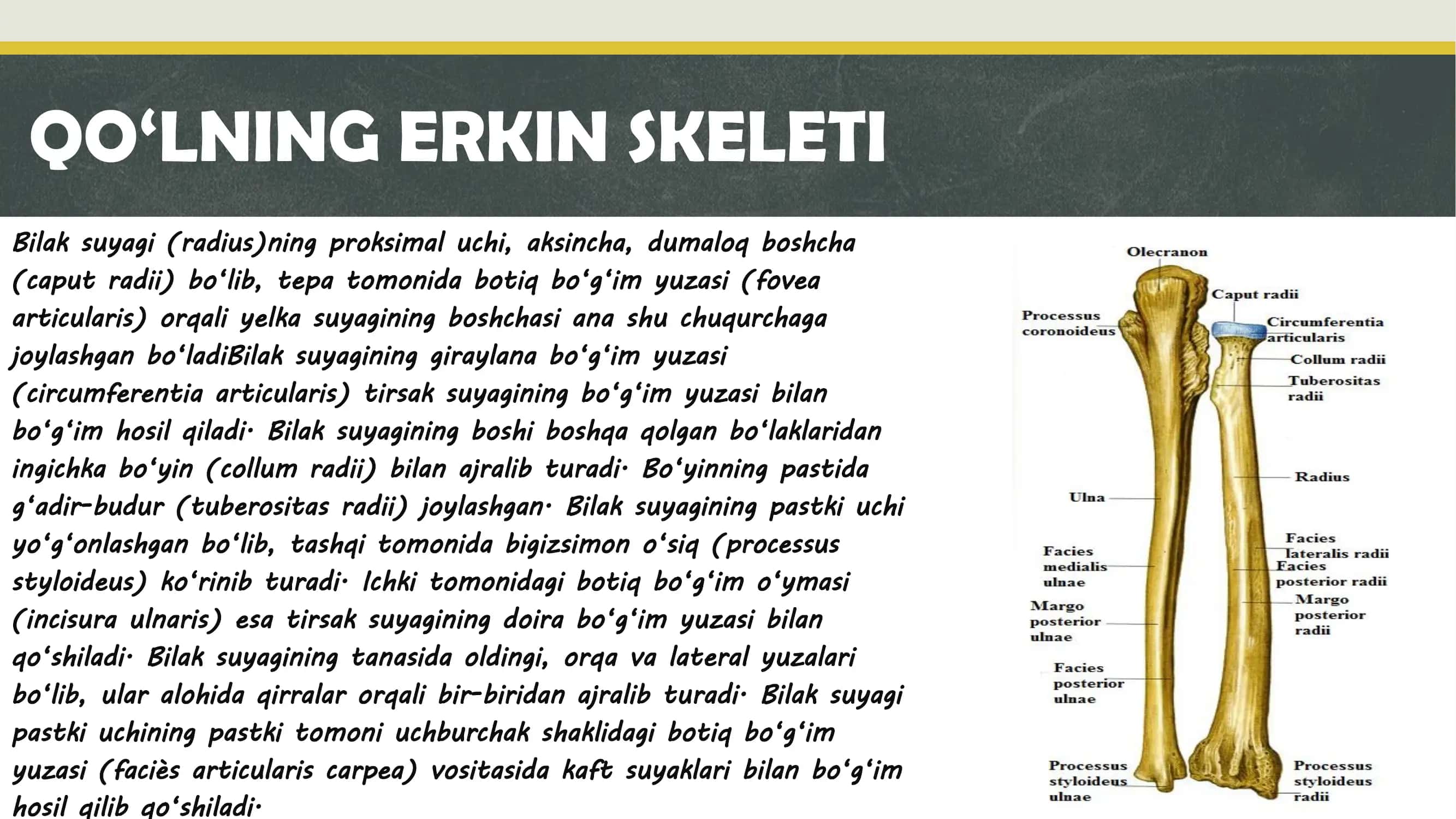 QO‘LNING ERKIN SKELETI 3