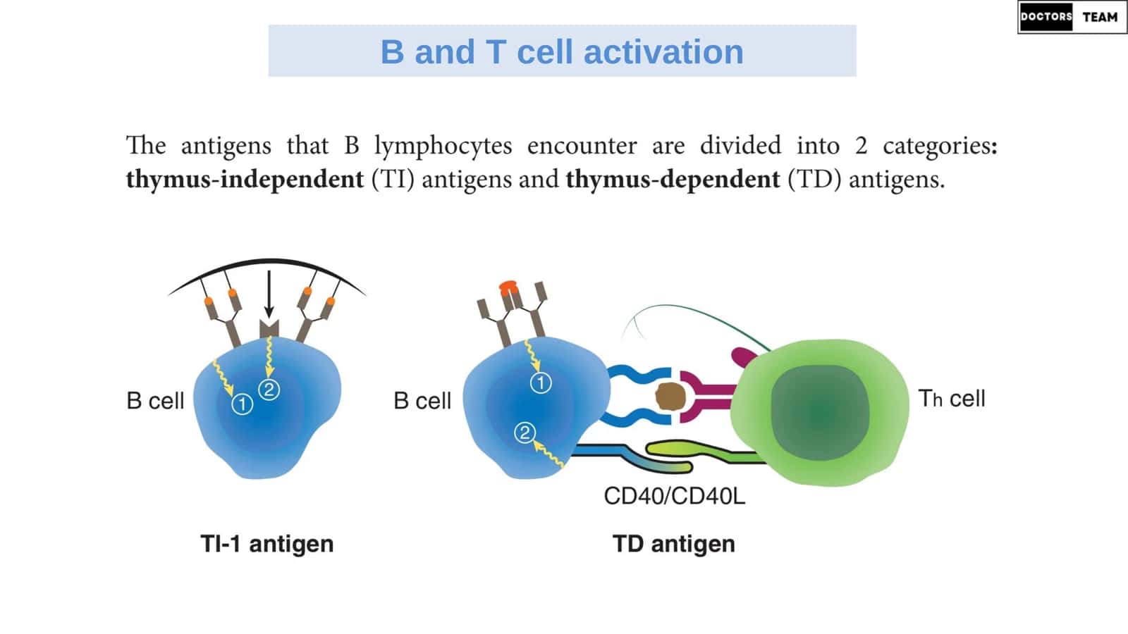 Immunologiya darsi - 7 3