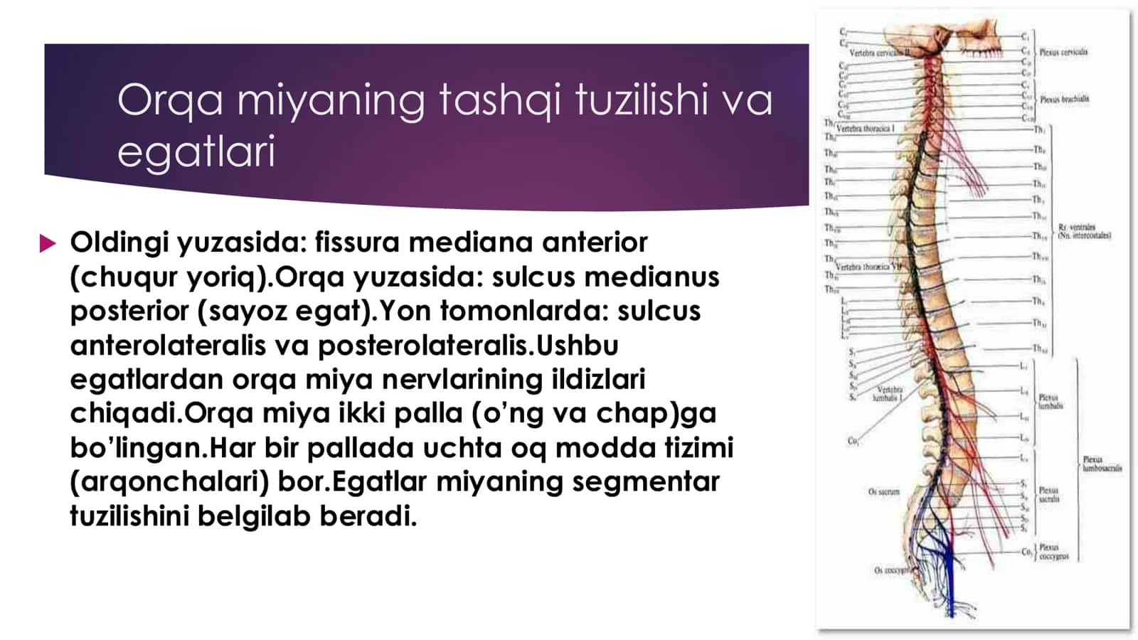 Orqa miya (Medulla spinalis) – umumiy tavsif 3