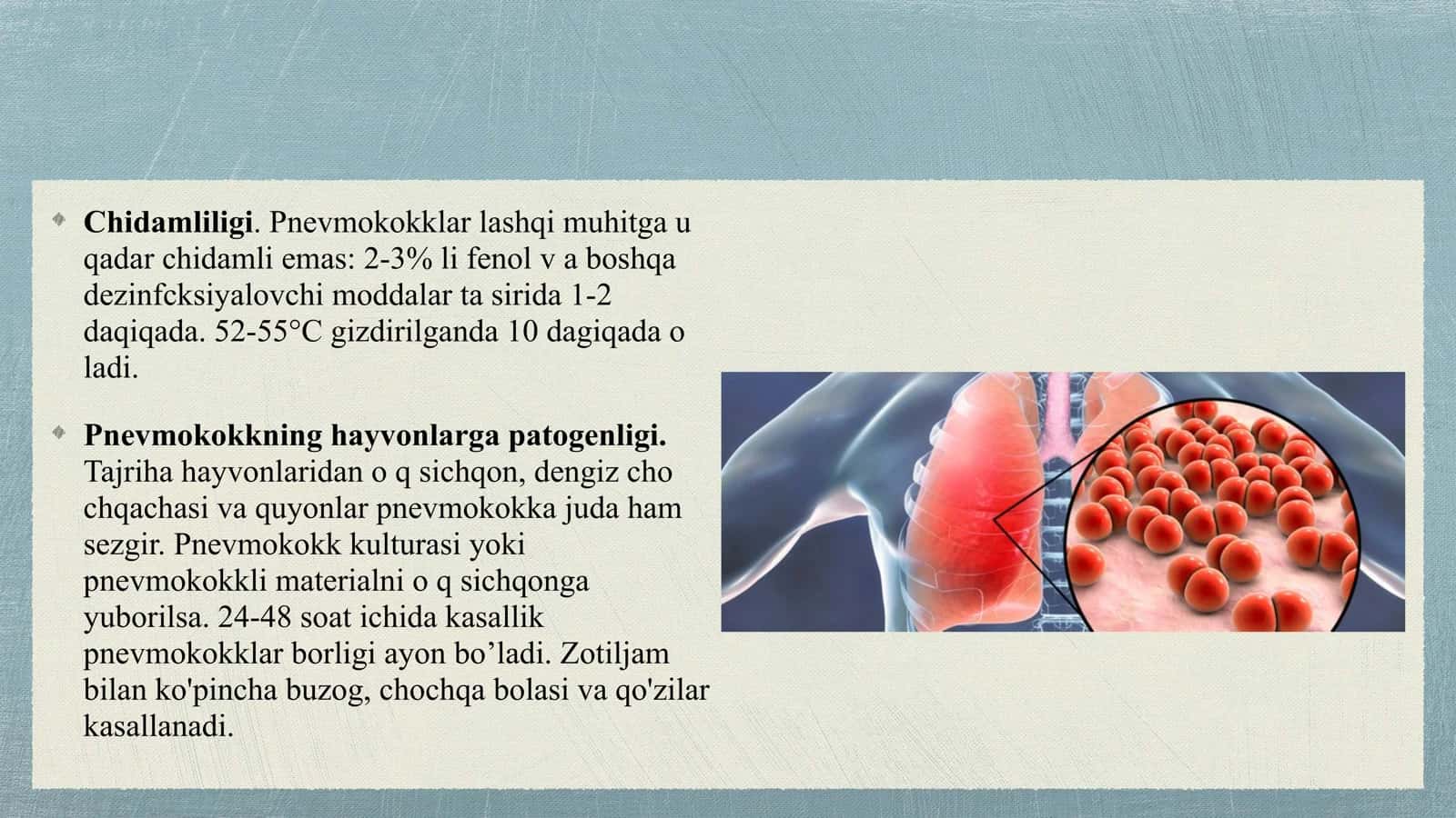 pnevmokok, meningokok tavsifi 3