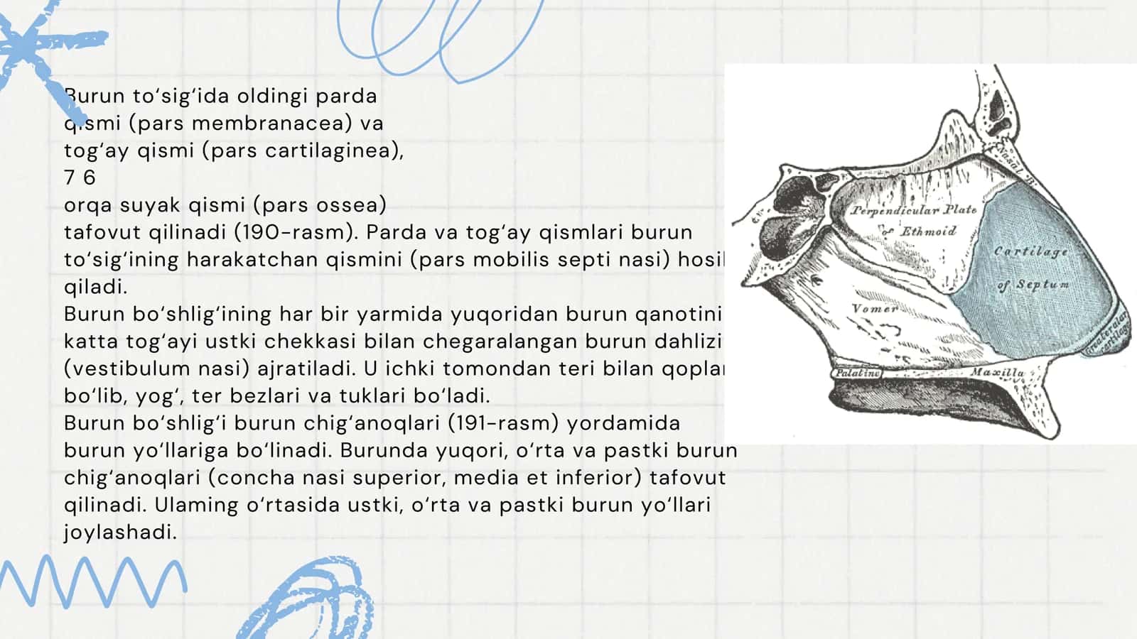 Burun bo‘shlig‘i (cavum nasi) 3