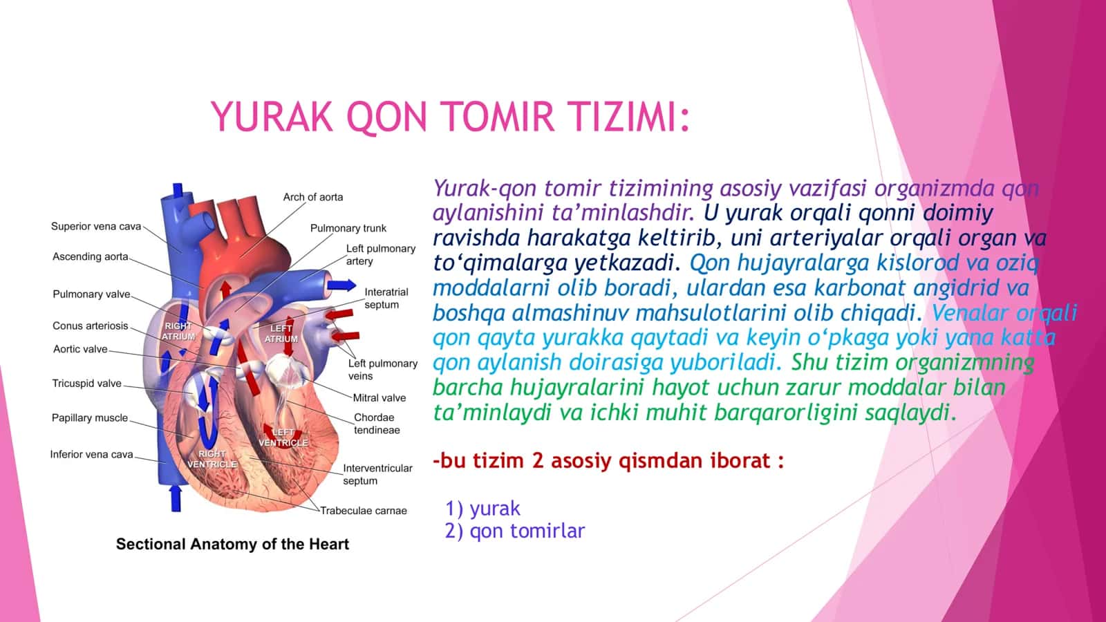 Yurak qon tomir tizimi 3