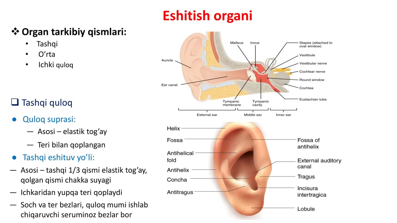 Sezgi gistologiyasi 3