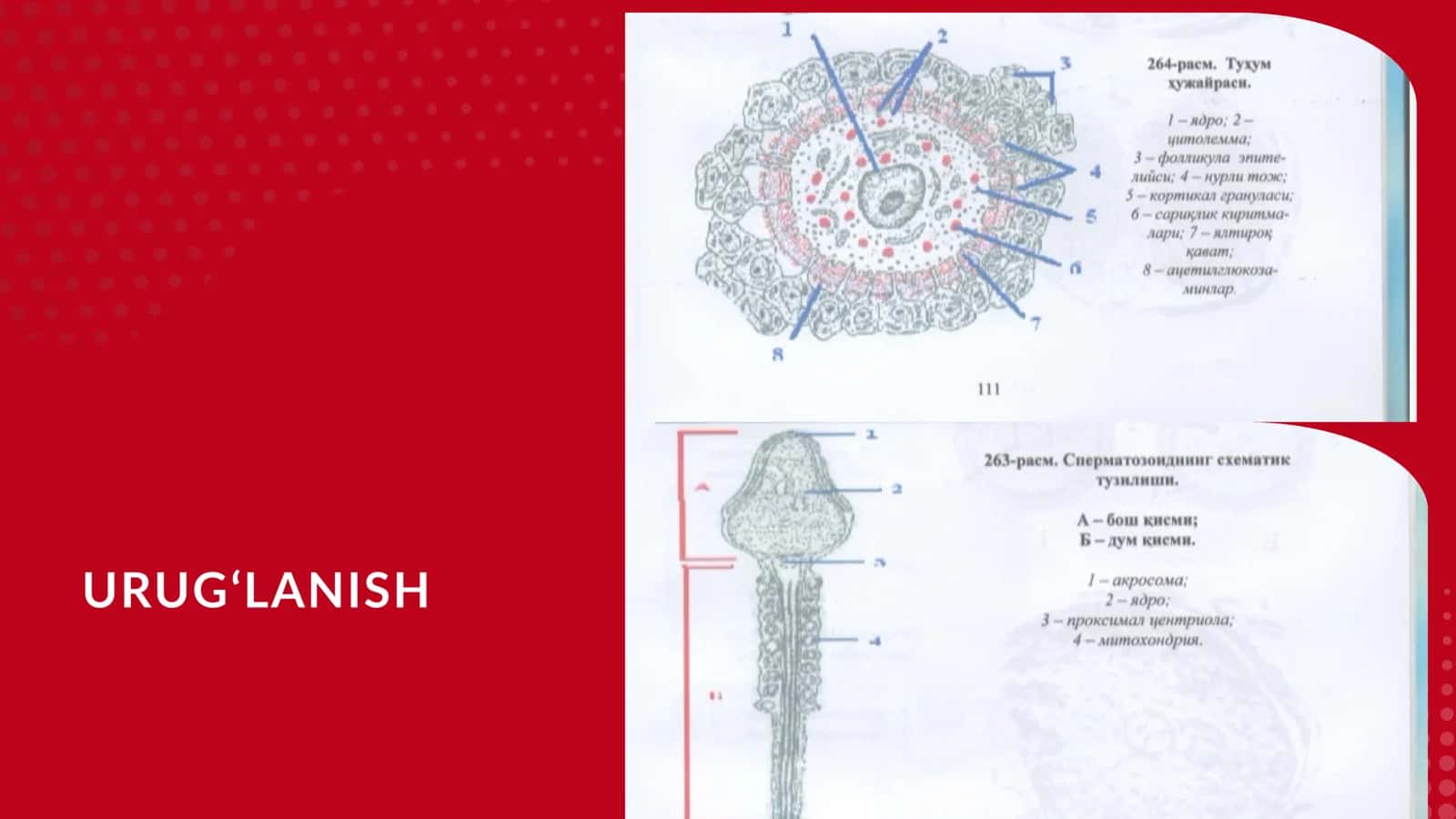 ODAM PUSHTINING TARAQQIYOTI 3