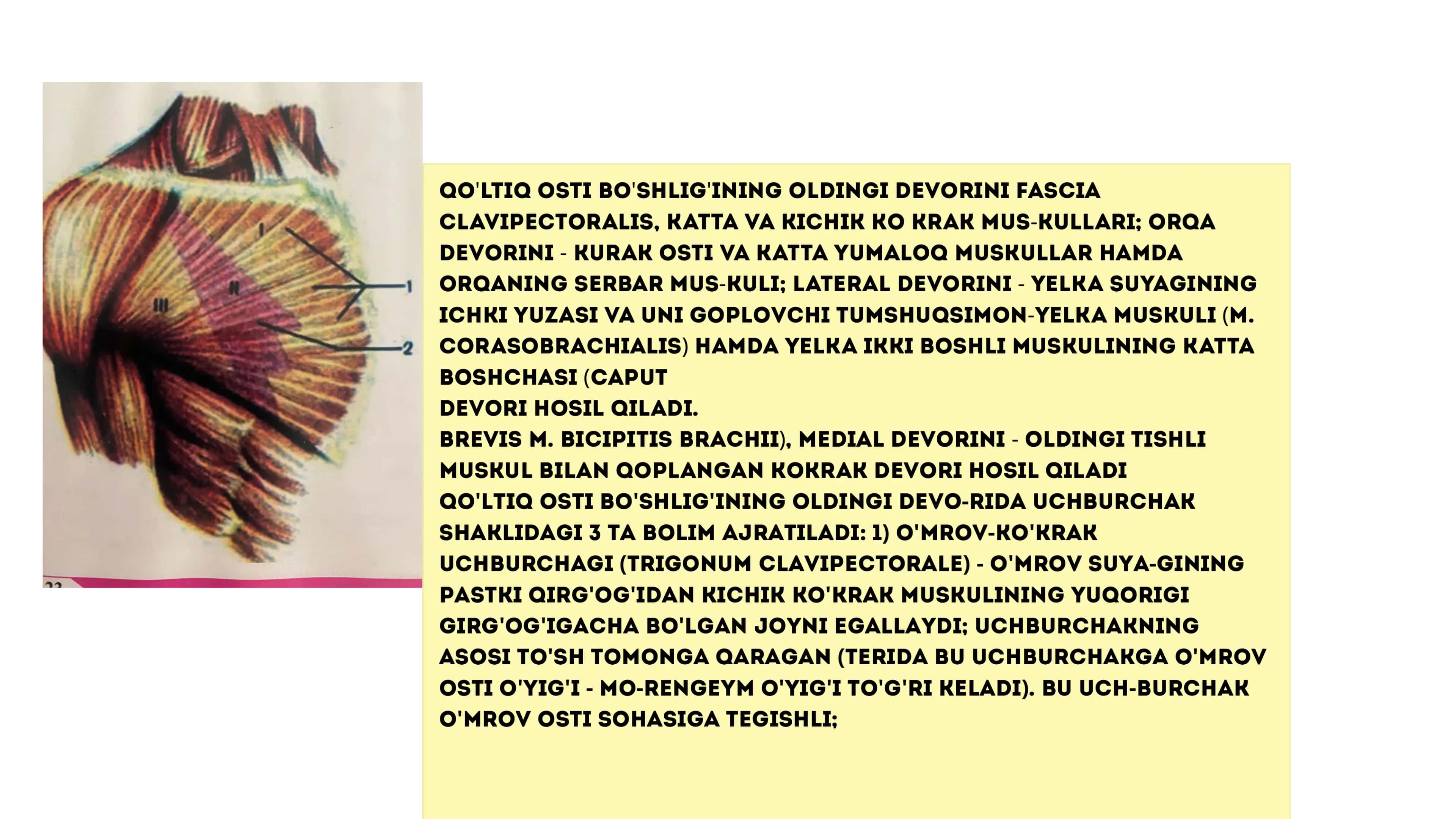 Klinik anatomiya 3