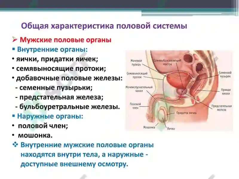Функциональная анатомия половой системы 4