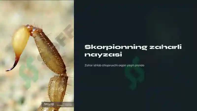 Zaxarli boʼgʼim oyoqlilar 4