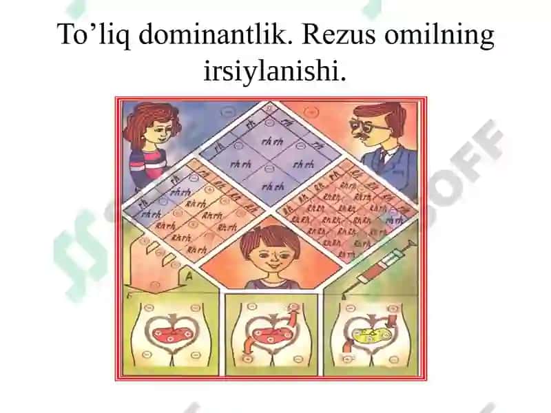 Allel va allelmas genlarning o’zaro ta’siri 4