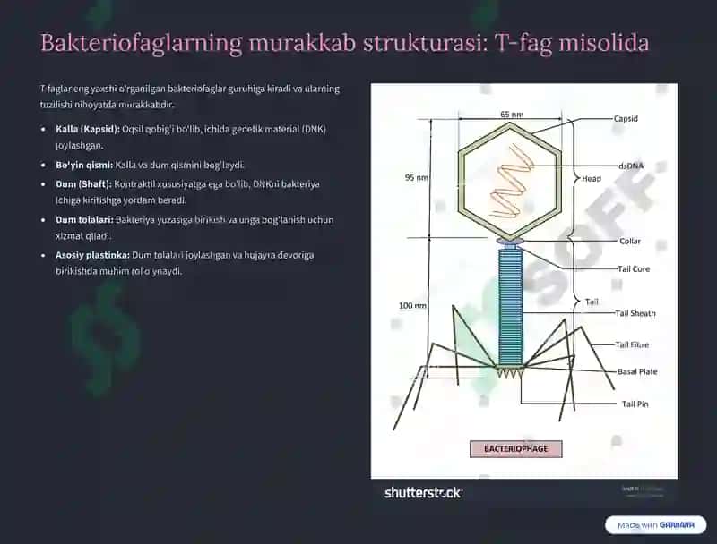 Bakteriofaglar 4