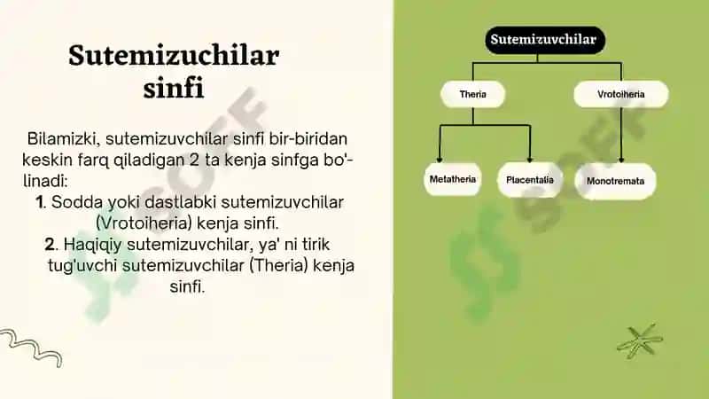 Sutemizuvchilar sistematikasi 4