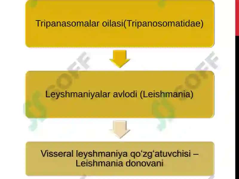 Leyshmaniyalar avlodi (Leishmania) 4