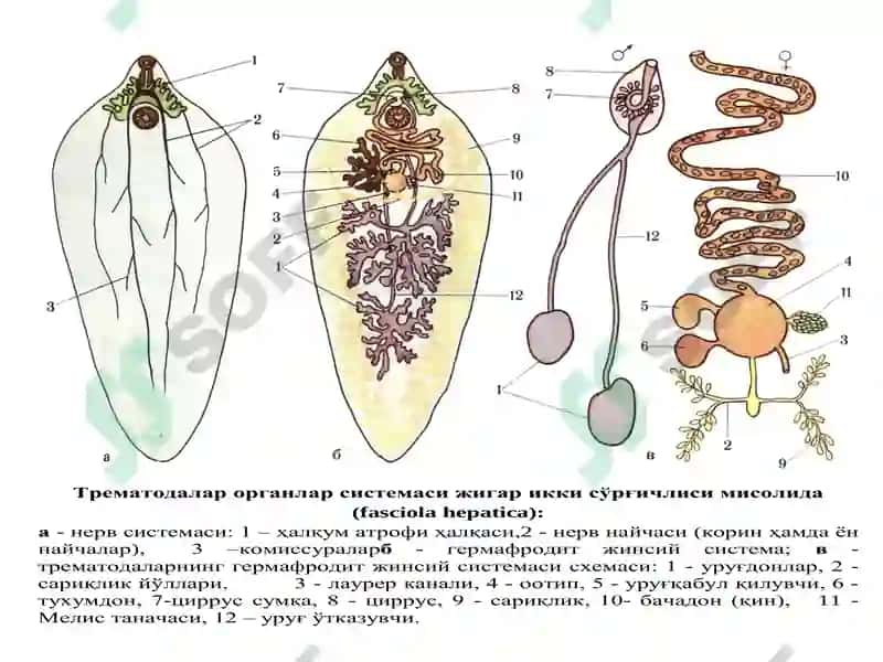 Trematodes 4