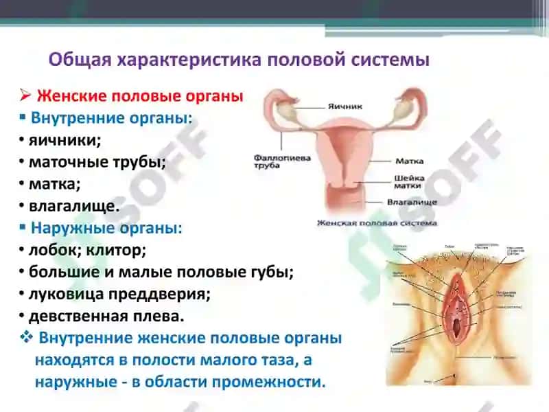Функциональная анатомия половой системы 5