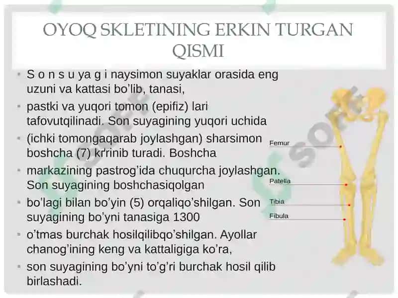 Chanoq kamari va oyoqning erkin suyaklari 5