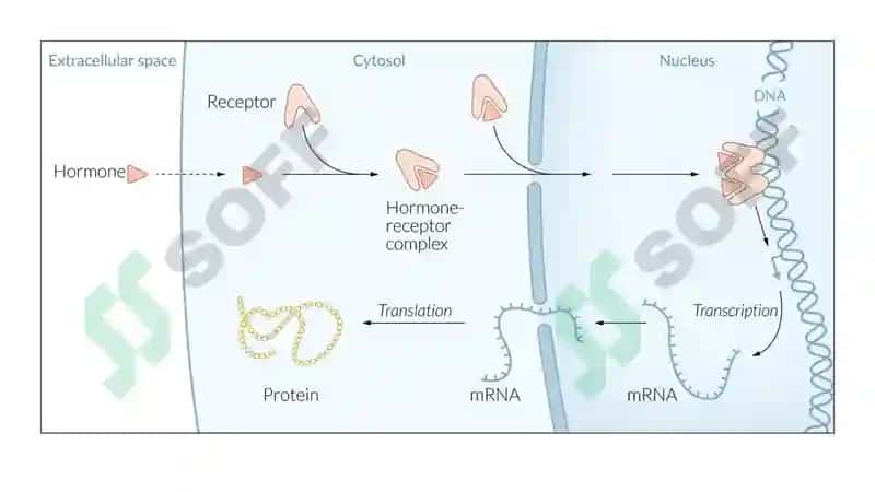 signal transduction 5