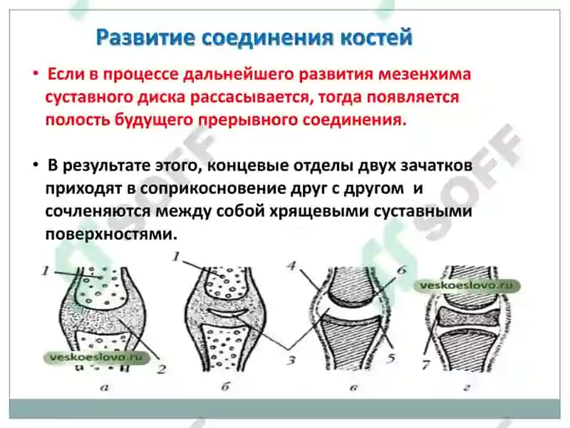 Артрология 5