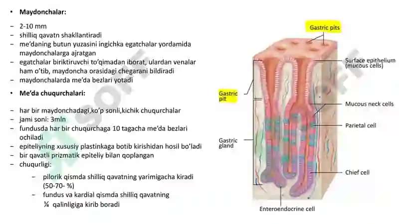 Hazm sistemasi gistalogiyasi 6