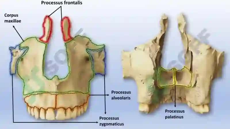 Yuqori jag‘ anatomiyasi Maxilla 6