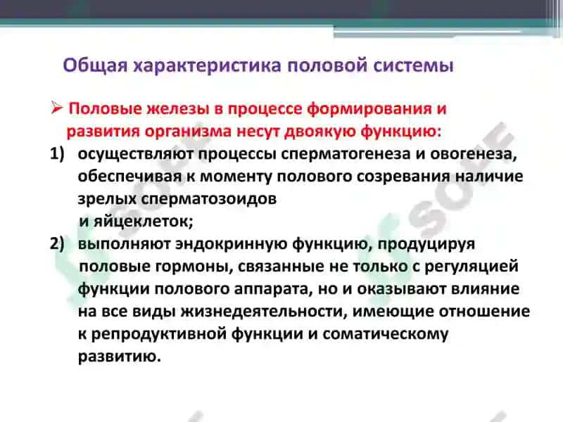 Функциональная анатомия половой системы 6