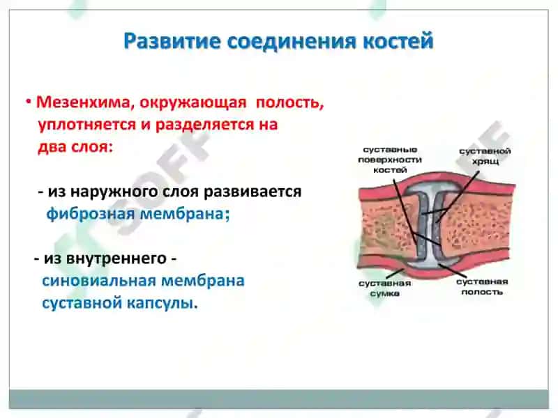 Артрология 6