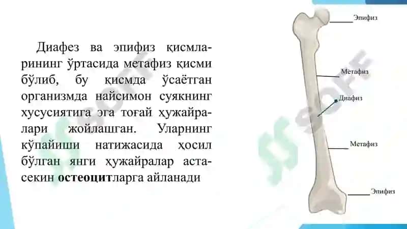 ОСТИОЛОГИЯ 6