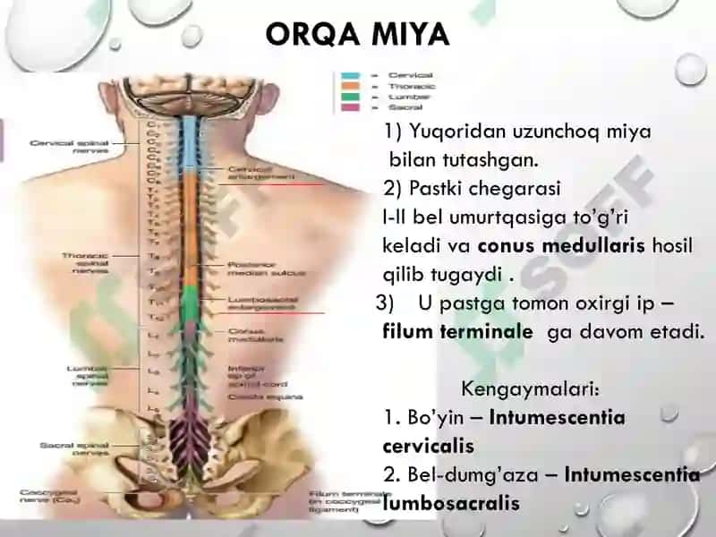 Orqa miyaning reflektor va o'tkazuvchi yo'l faoliyati, tekshirish usullari 6