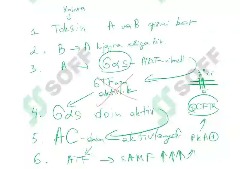 signal transduction 7