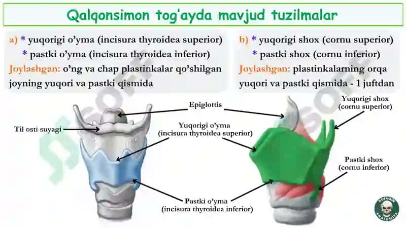 Hiqildoq anatomiyasi 7