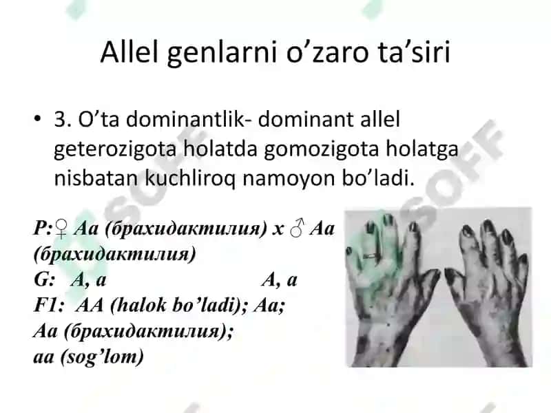 Allel va allelmas genlarning o’zaro ta’siri 7
