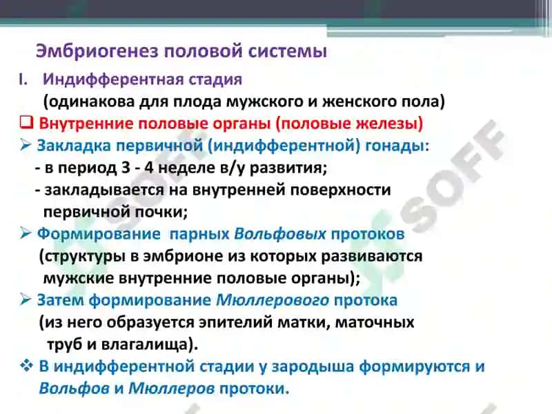 Функциональная анатомия половой системы 7