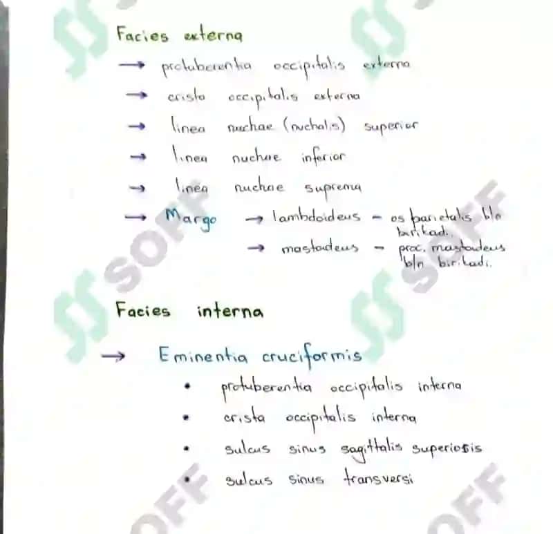 Kalla skeleti 7