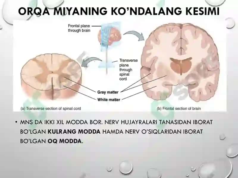Orqa miyaning reflektor va o'tkazuvchi yo'l faoliyati, tekshirish usullari 7