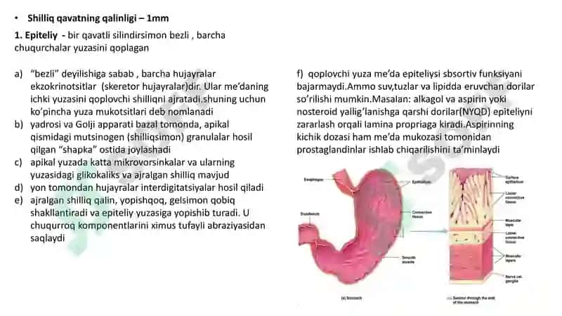 Hazm sistemasi gistalogiyasi 7
