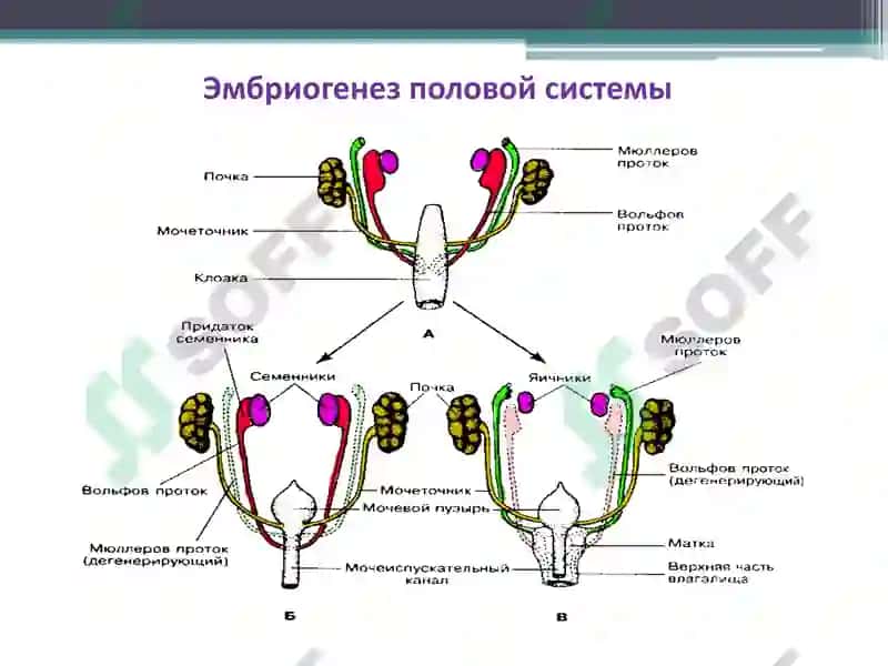 Функциональная анатомия половой системы 8