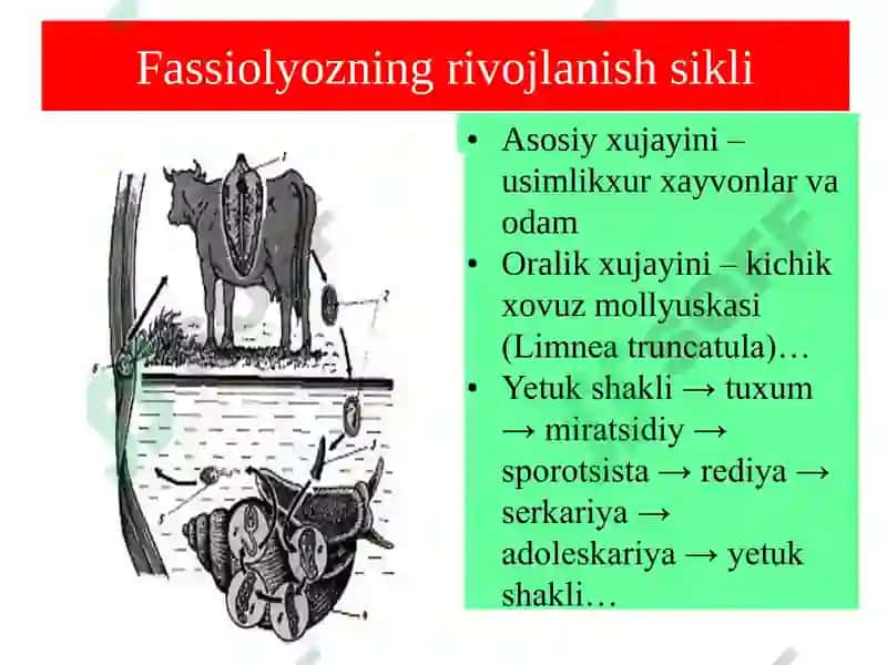 Trematodes 8