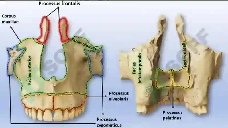 Yuqori jag‘ anatomiyasi Maxilla 8