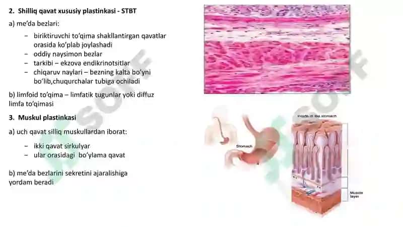 Hazm sistemasi gistalogiyasi 8