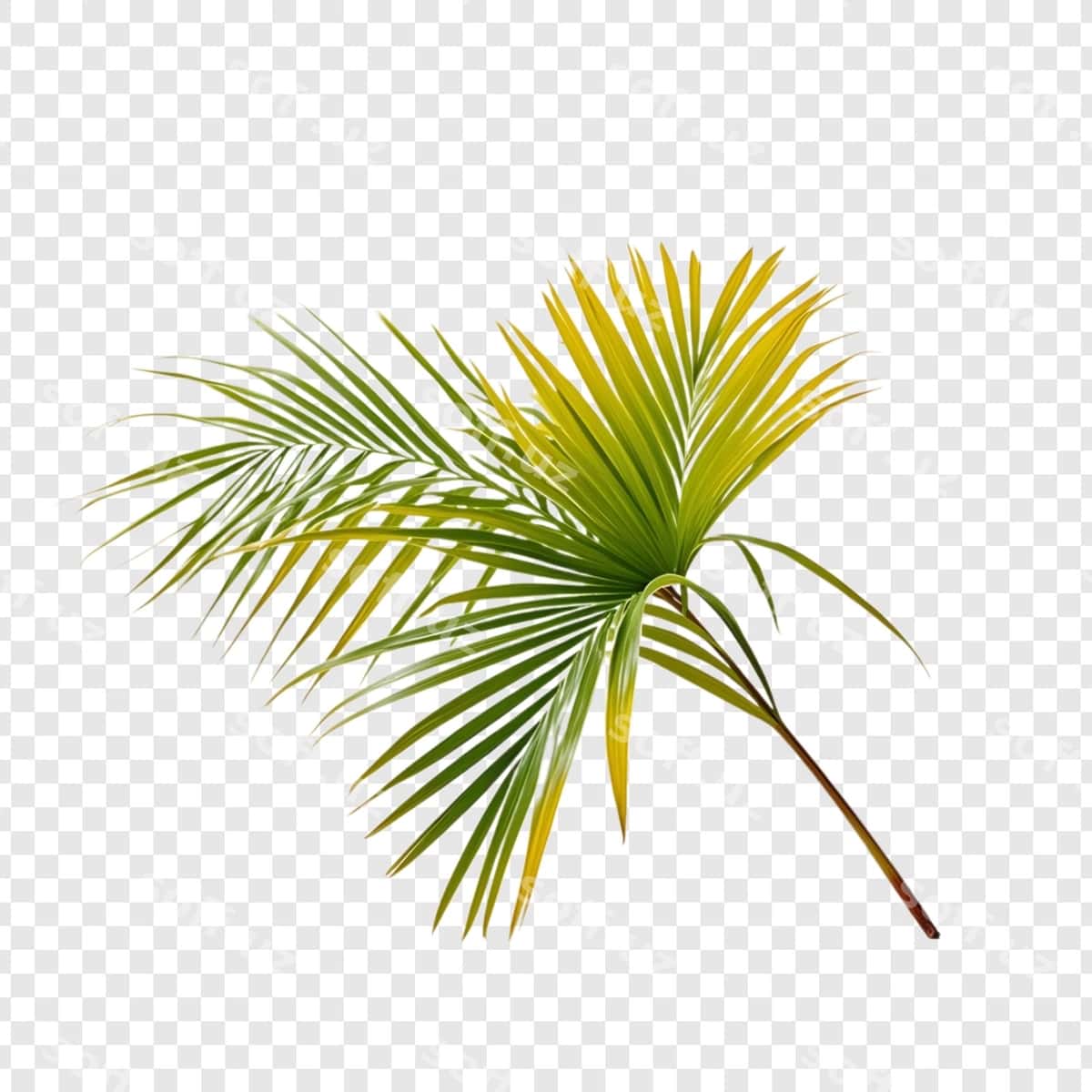 Palmdaraxt shaffof orqa fon | Palm tree transparent background 1