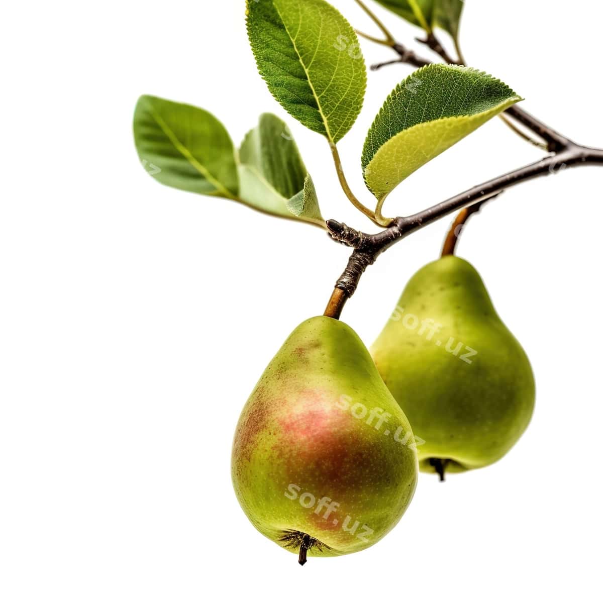 Anor daraxti yashil barglar bilan, yashil anor u. | Pear tree with green leaves green pear it 1