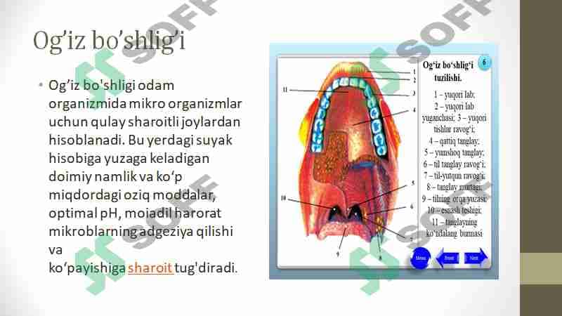 Og'iz bo'shlig'i va me'da ichak   mikroflorasi 2